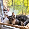 adoptable Cat in brooklyn, NY named Halloumi & Patata Brava