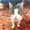 adoptable Cat in brooklyn, NY named Pac-Man