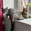 adoptable Cat in brooklyn, NY named Halo & Mayo