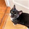 adoptable Cat in brooklyn, NY named Jemma