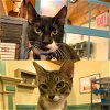 adoptable Cat in brooklyn, NY named Mystery Inc & Scooby Doo