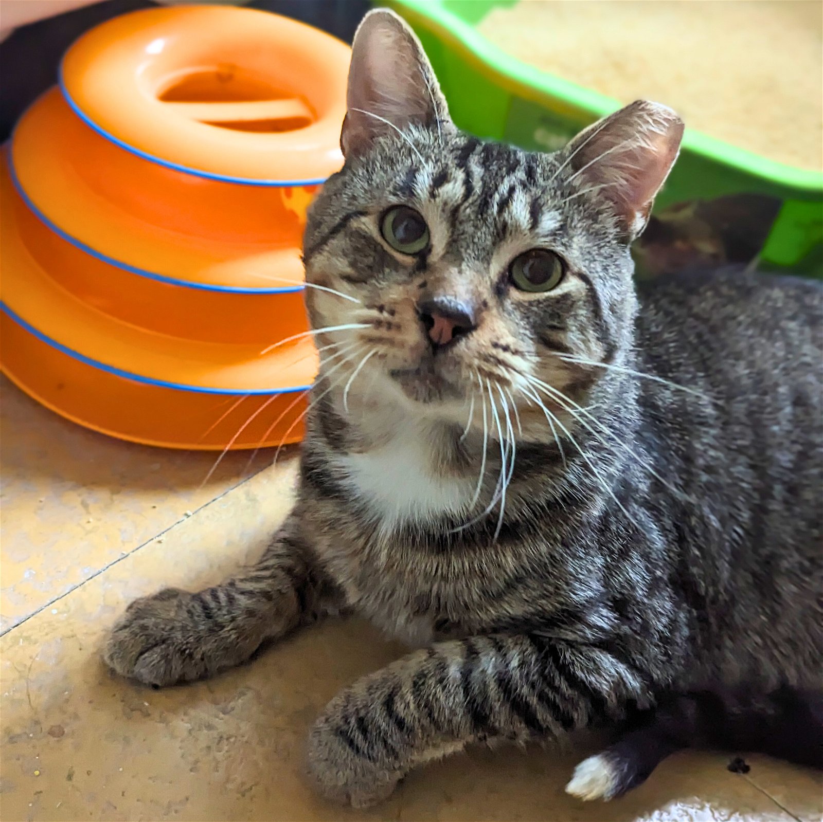 adoptable Cat in Brooklyn, NY named Tres Leches