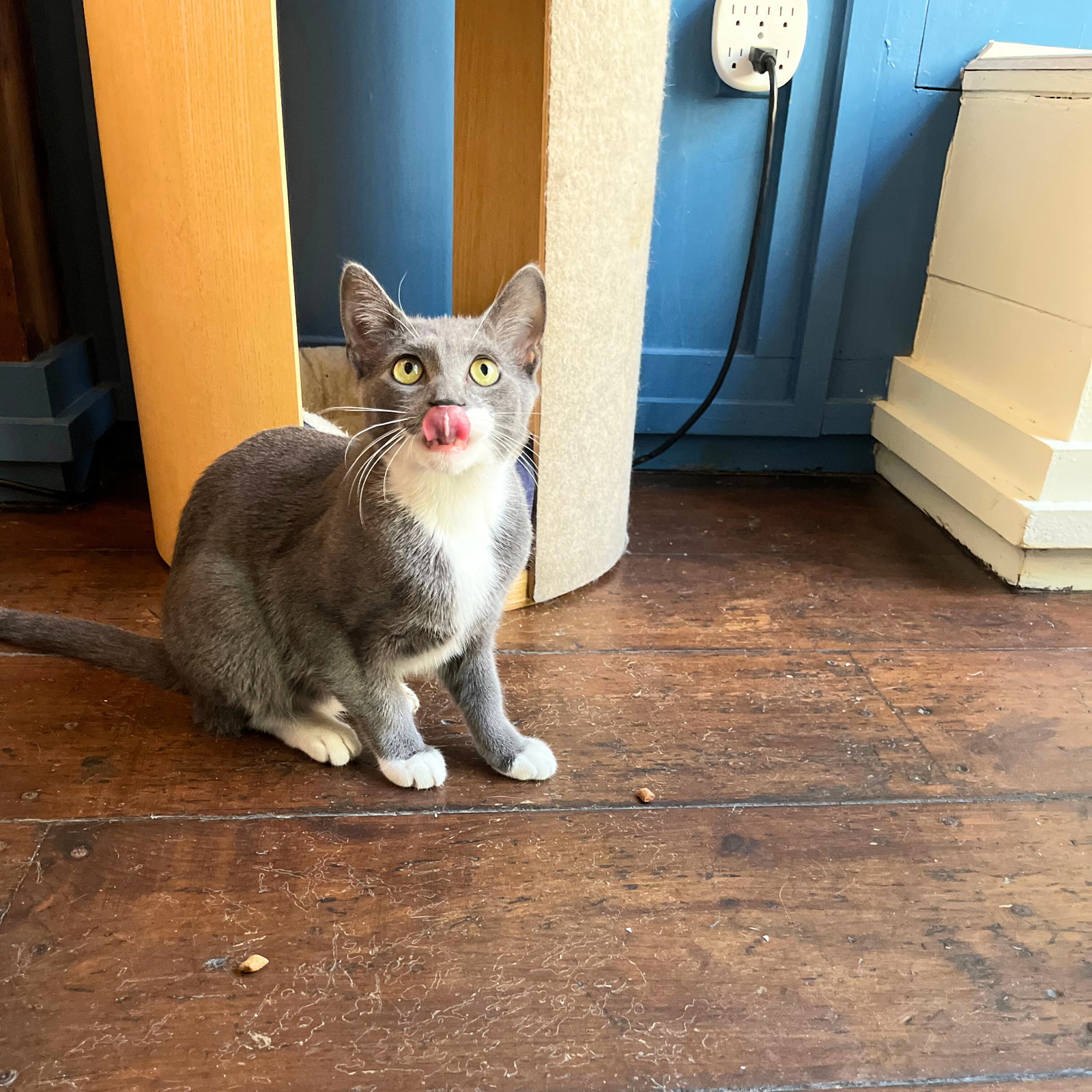 Cats for Adoption in Sewaren, New Jersey Alpha Paw