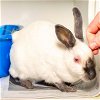 adoptable Rabbit in brooklyn, NY named Zendaya