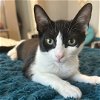 adoptable Cat in brooklyn, NY named Taki