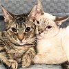 adoptable Cat in brooklyn, NY named Wagashi & Umeboshi
