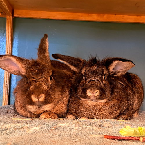 Maple & Coconut, a rabbit for adoption from Brooklyn Bridge Animal Welfare Coalition, Inc.