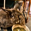 adoptable Rabbit in brooklyn, NY named Maple & Coconut