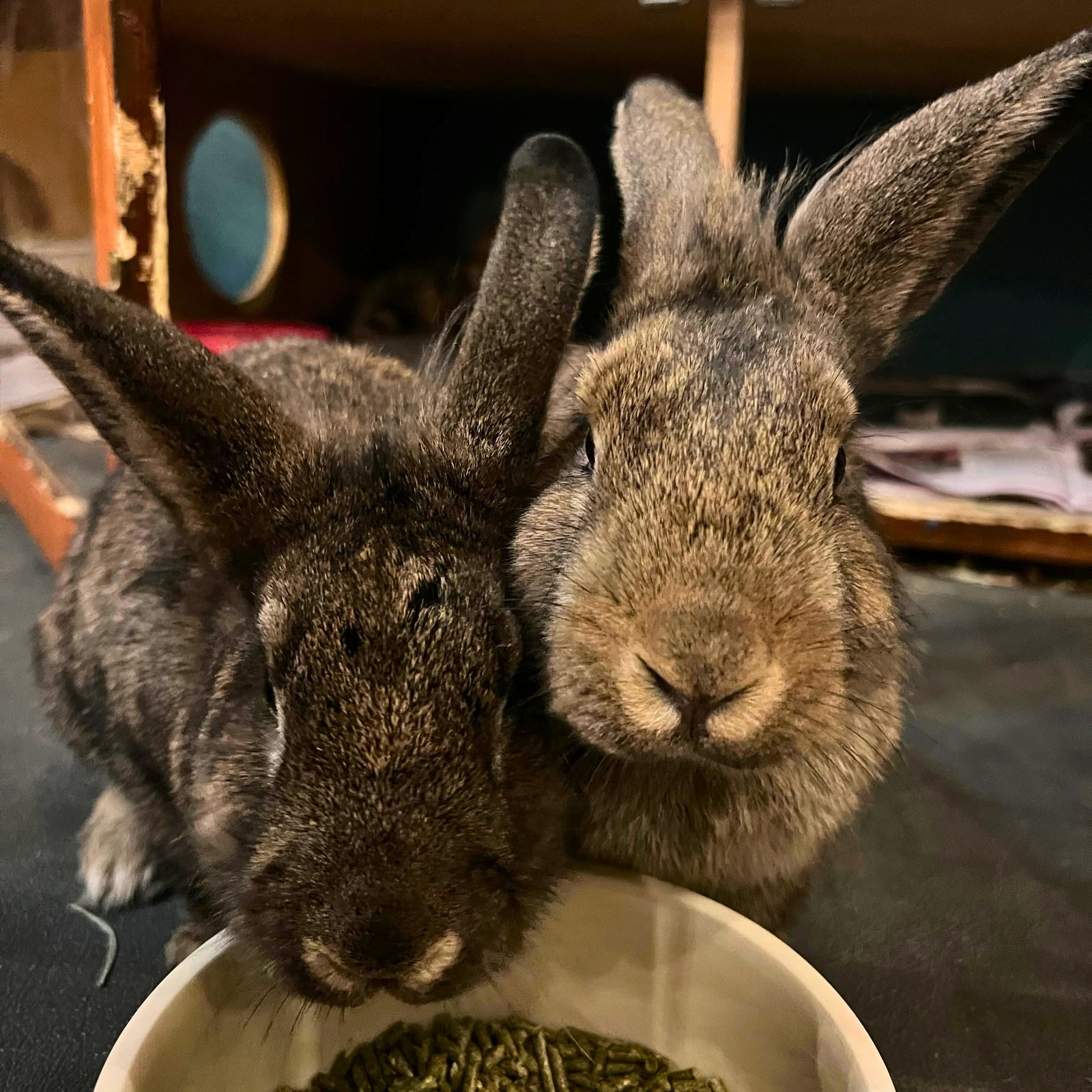 Maple & Coconut, photo 3