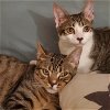 adoptable Cat in brooklyn, NY named Loaf & Slacker