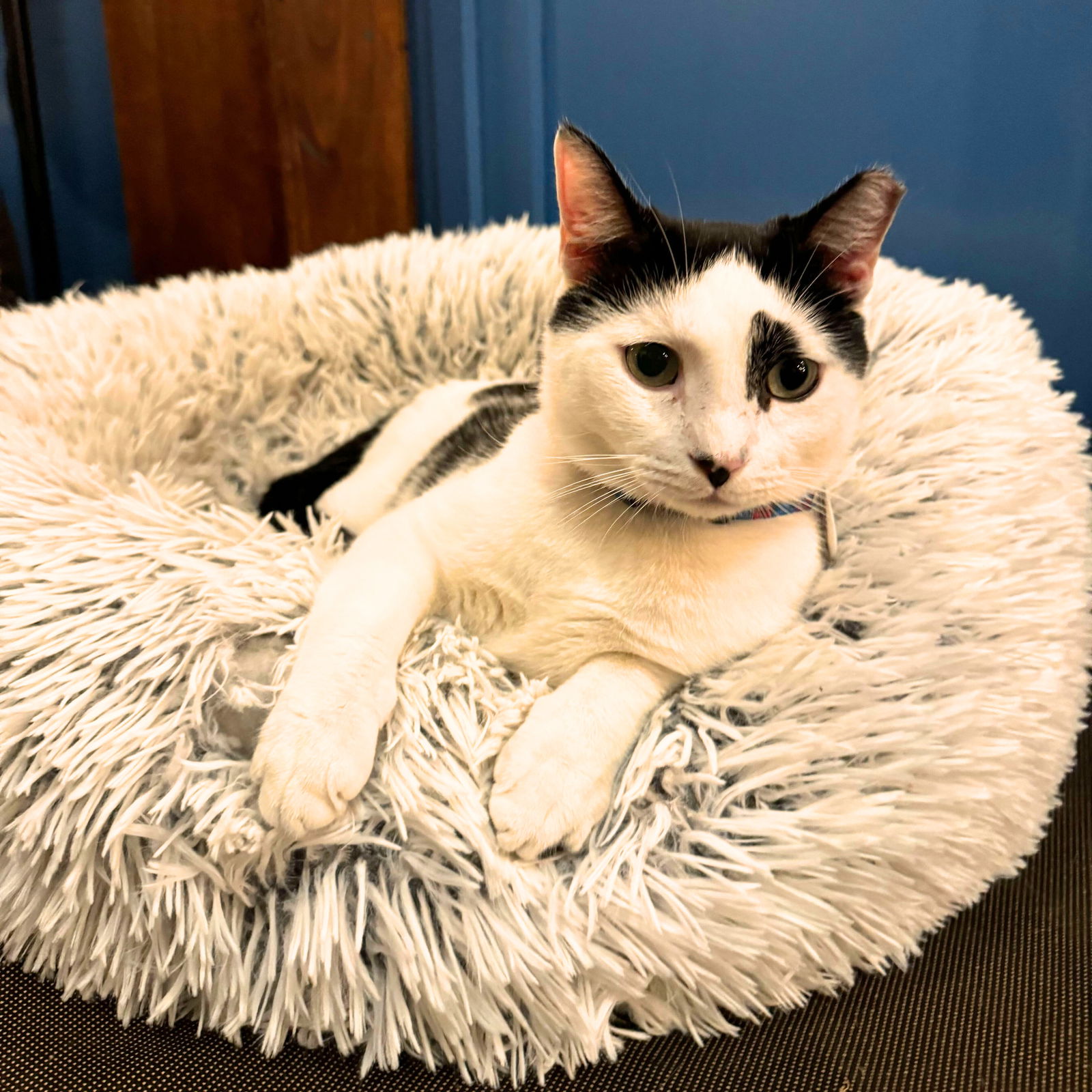 adoptable Cat in Brooklyn, NY named Coat Check Chester