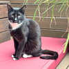 Mystique - Photo 5