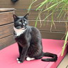 Mystique - Photo 1