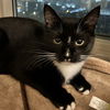 adoptable Cat in brooklyn, NY named Mystique