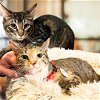adoptable Cat in brooklyn, NY named Palutena & Sumo