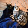 adoptable Cat in brooklyn, NY named Loudest Lott & Marvin the Martian