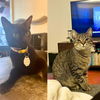 adoptable Cat in Brooklyn, NY named Loudest Lott & Marvin the Martian