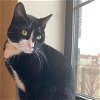 adoptable Cat in brooklyn, NY named Melmoth
