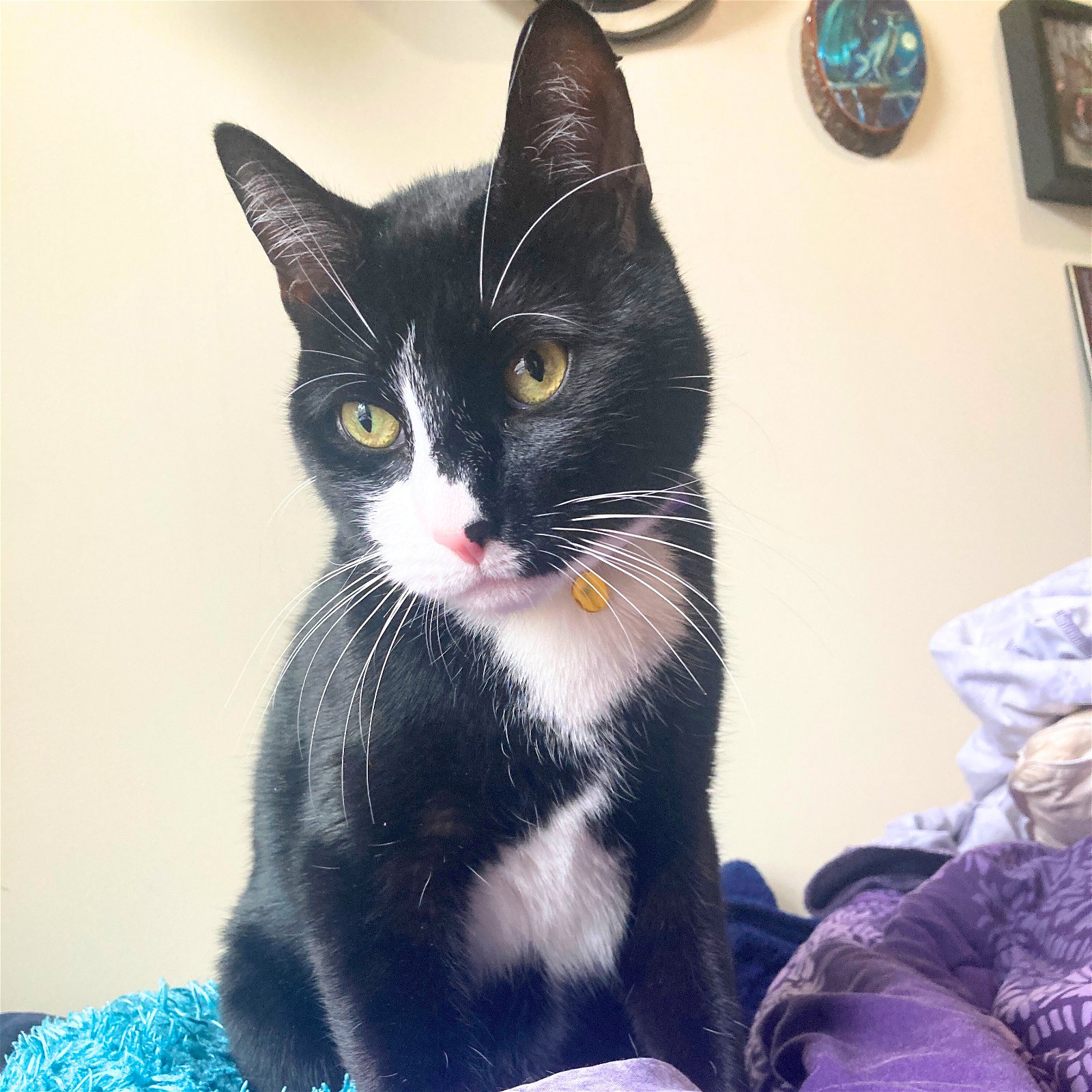 adoptable Cat in Brooklyn, NY named Melmoth