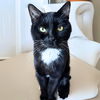 adoptable Cat in Brooklyn, NY named Scare Crowe