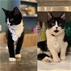 adoptable Cat in brooklyn, NY named Monarch & Moth