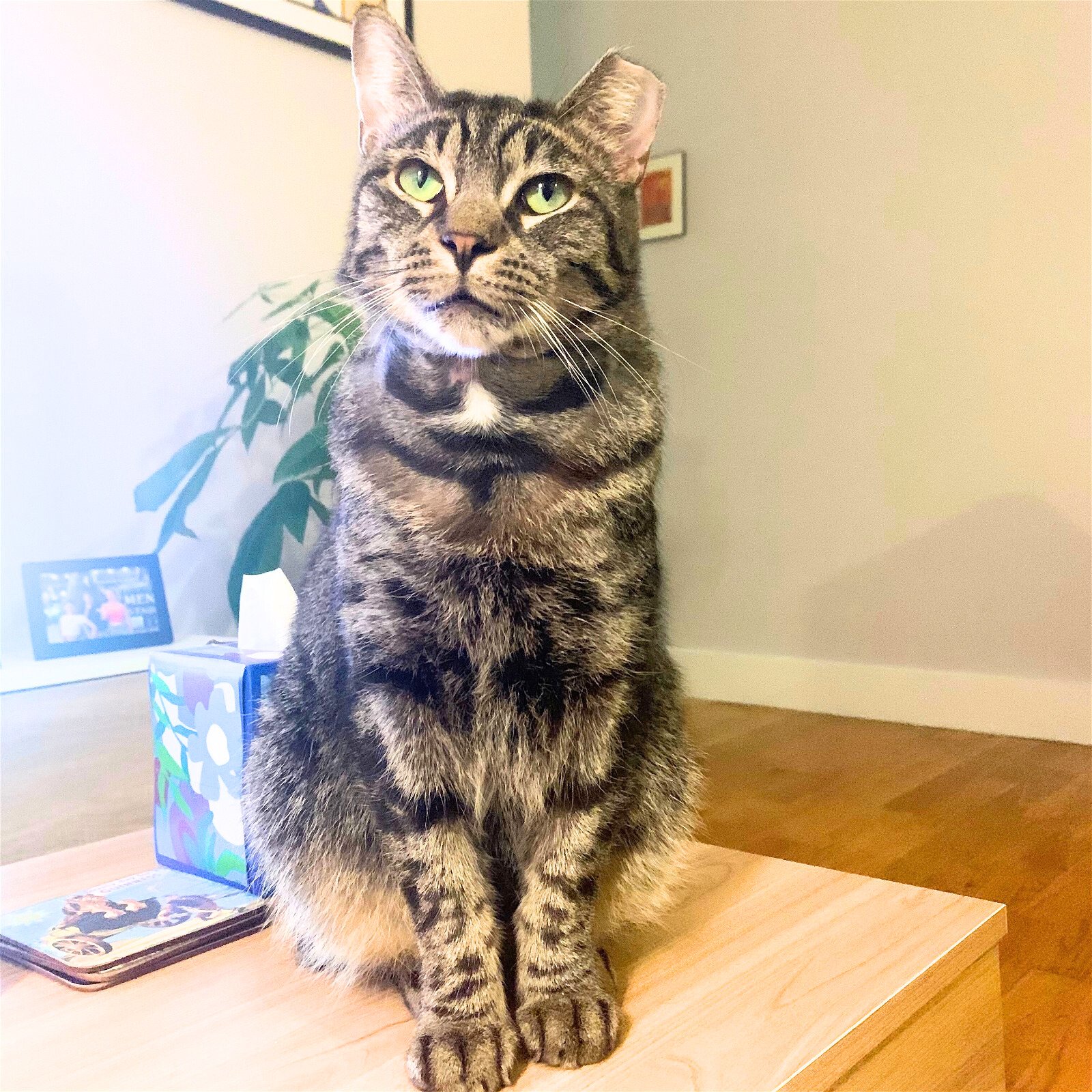 adoptable Cat in Brooklyn, NY named Guest Chester