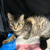 Sir Isaac Mewton - Photo 6