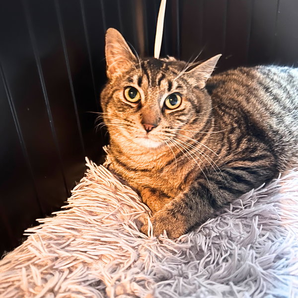 Sir Isaac Mewton