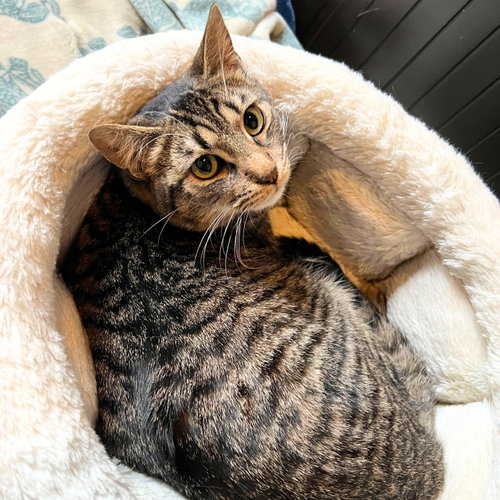 Photo 4 of Sir Isaac Mewton