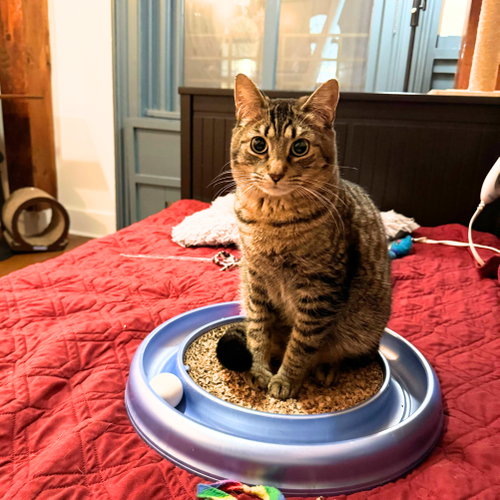 Photo 3 of Sir Isaac Mewton