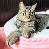 adoptable Cat in brooklyn, NY named Sir Isaac Mewton