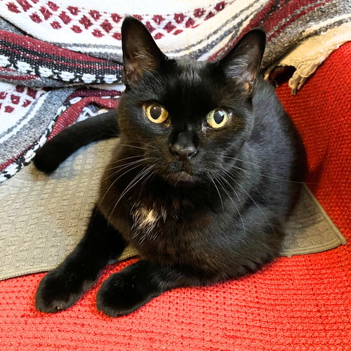 picture of the cat needing adoption
