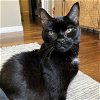 adoptable Cat in brooklyn, NY named Delulu