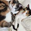 adoptable Cat in , NY named Ethel & Lucy