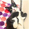 adoptable Cat in brooklyn, NY named Sailor