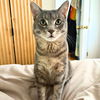 adoptable Cat in Brooklyn, NY named Charter Mews