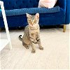 adoptable Cat in brooklyn, NY named Kylo Ren