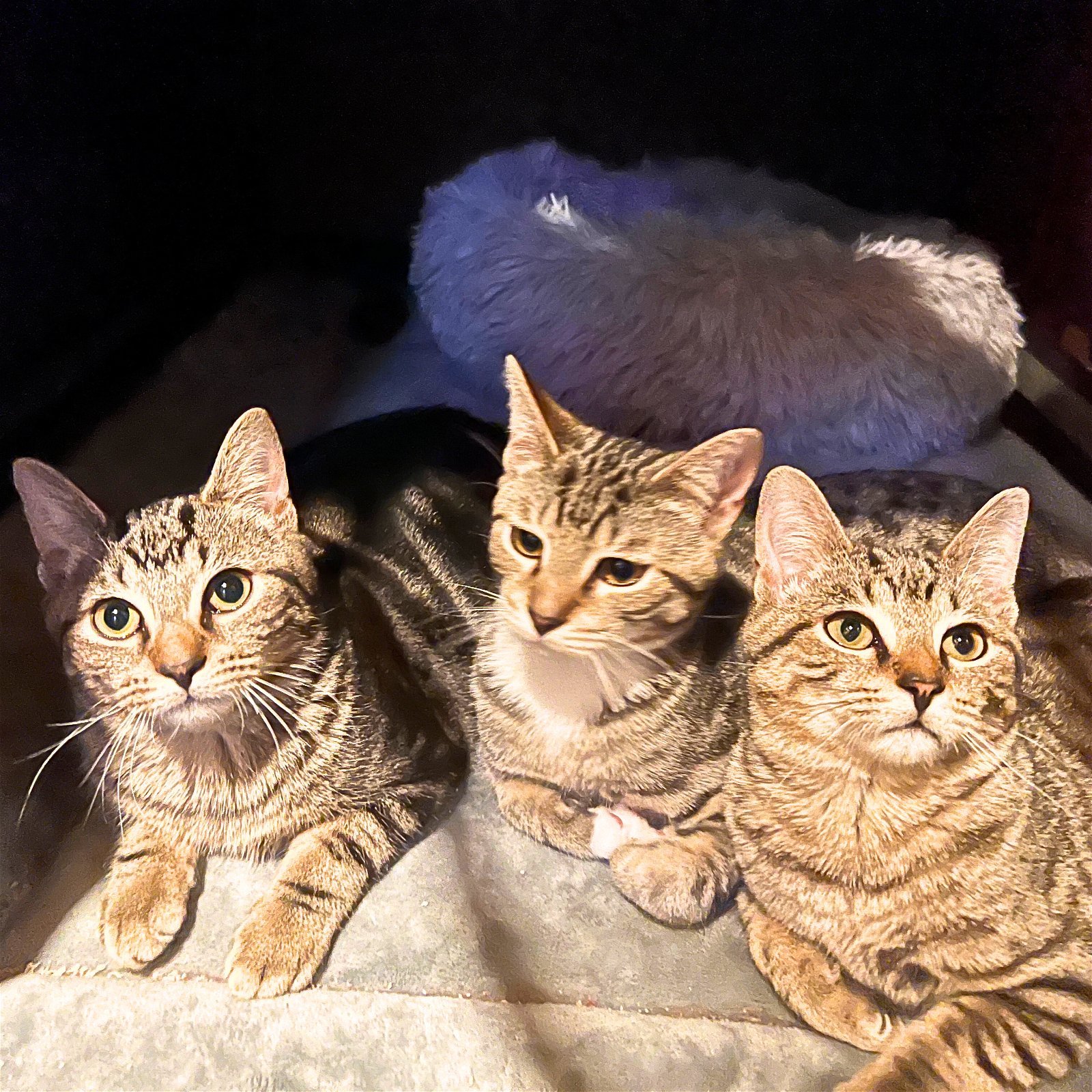 adoptable Cat in Brooklyn, NY named Forsythia, Jacaranda, & Cherry Blossom