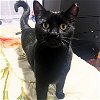 adoptable Cat in brooklyn, NY named Barnabas