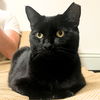 adoptable Cat in Brooklyn, NY named Barnabas