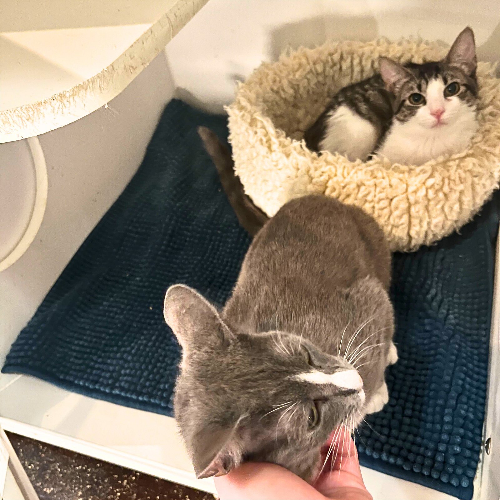 adoptable Cat in Brooklyn, NY named Best Friend Blenny & Pink Pearl