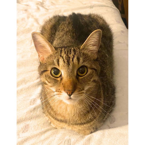 Cowboy Boots, Adult Domestic Short Hair, cat for adoption in Clifton, New Jersey