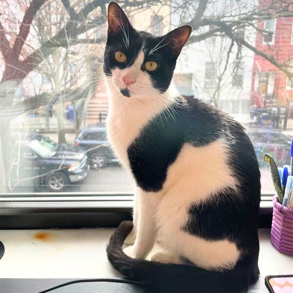 adoptable Cat in Brooklyn, NY named Ron Fleasley