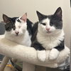 Fig & Vanilla - Photo 1