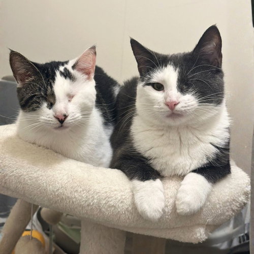 FIG & VANILLA - Domestic Short Hair available for adoption