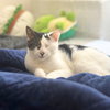 Fig & Vanilla - Photo 2