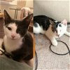 adoptable Cat in brooklyn, NY named Retina & Sclera