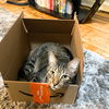 adoptable Cat in brooklyn, NY named Paul