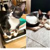 adoptable Cat in , NY named Farofa & Picanha
