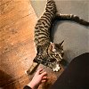 adoptable Cat in brooklyn, NY named Malico